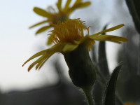 Dittrichia viscosa