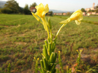 Oenothera biennis