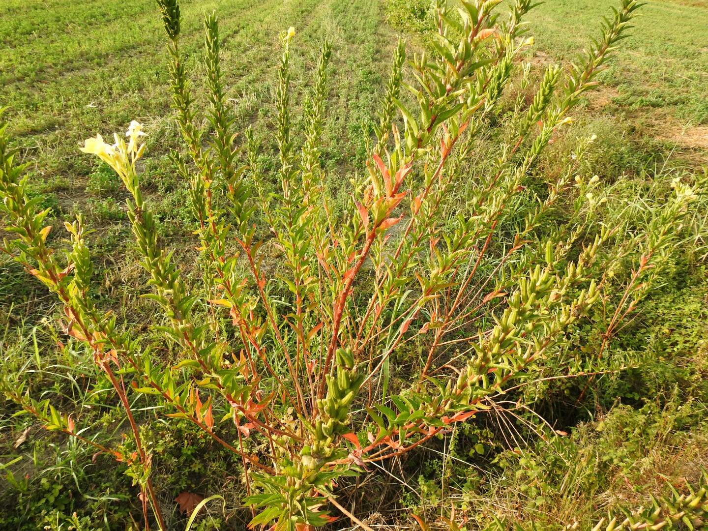 Oenothera biennis