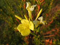 Oenothera biennis