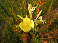 Oenothera biennis