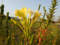 Oenothera biennis