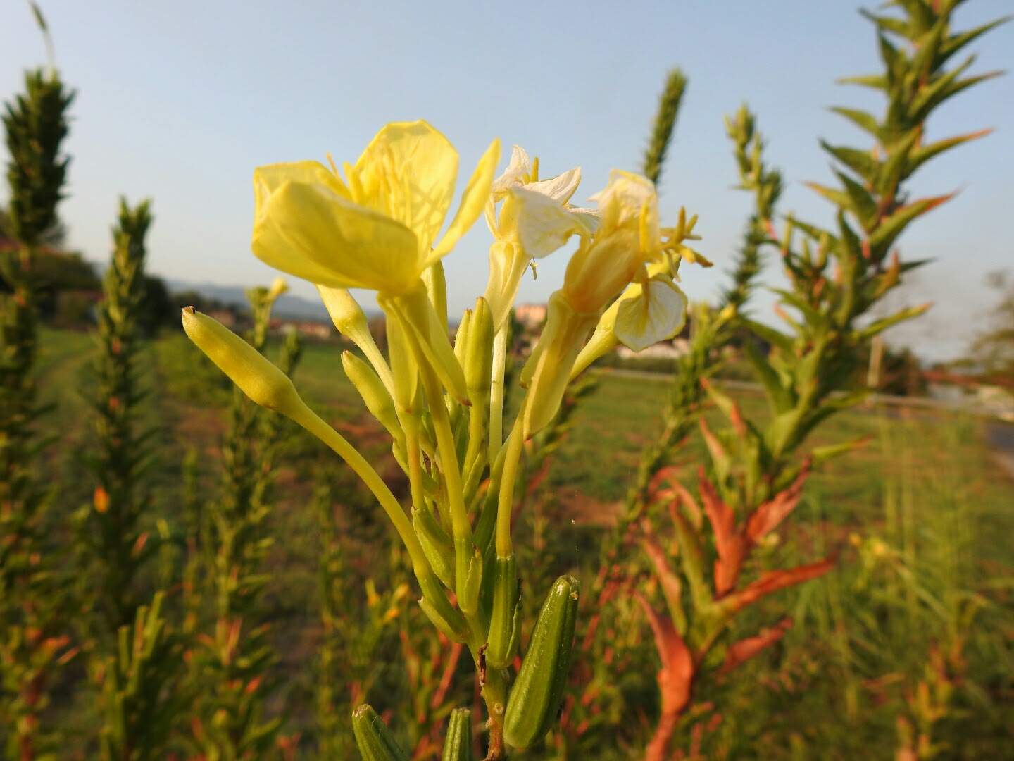 Oenothera biennis
