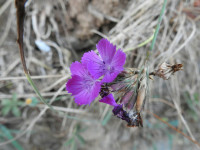 Dianthus balbisii