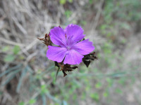 Dianthus balbisii