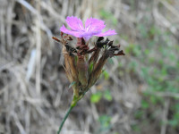 Dianthus balbisii