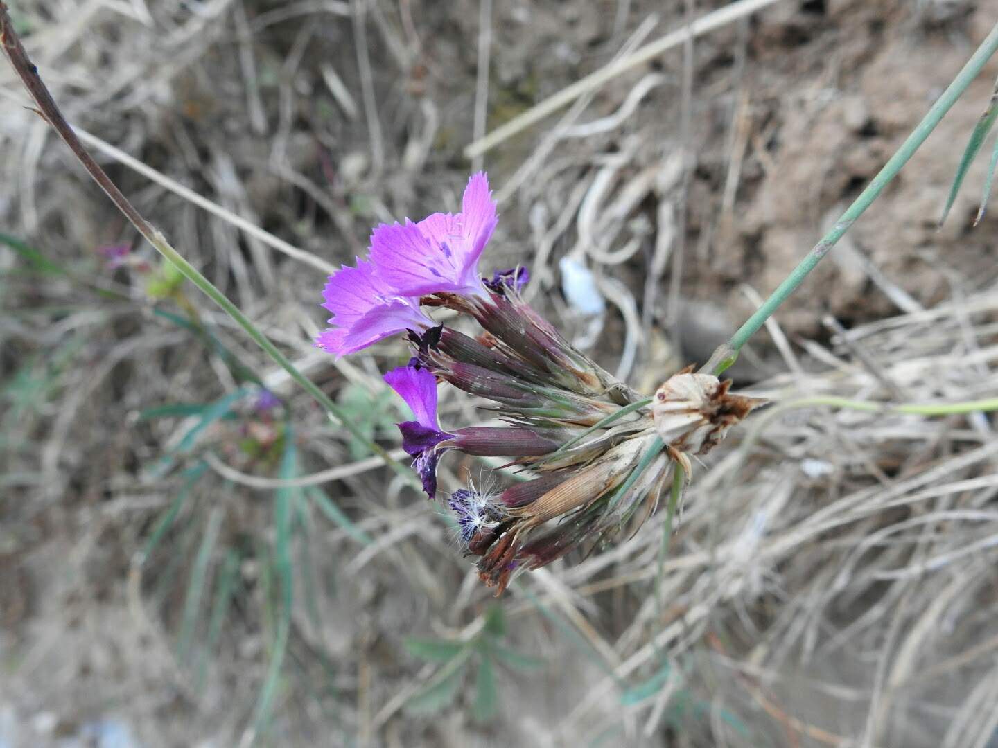 Dianthus balbisii