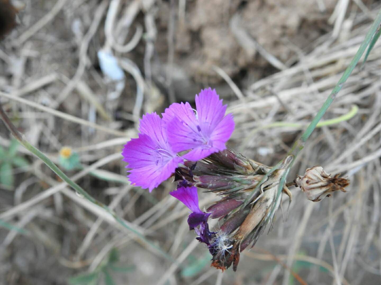 Dianthus balbisii