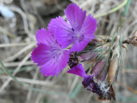 Dianthus balbisii