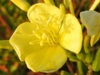 Oenothera biennis
