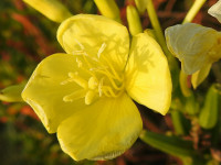Oenothera biennis