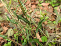 Lactuca saligna