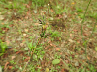 Lactuca saligna