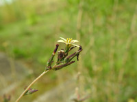 Lactuca saligna