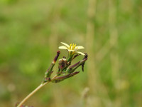 Lactuca saligna