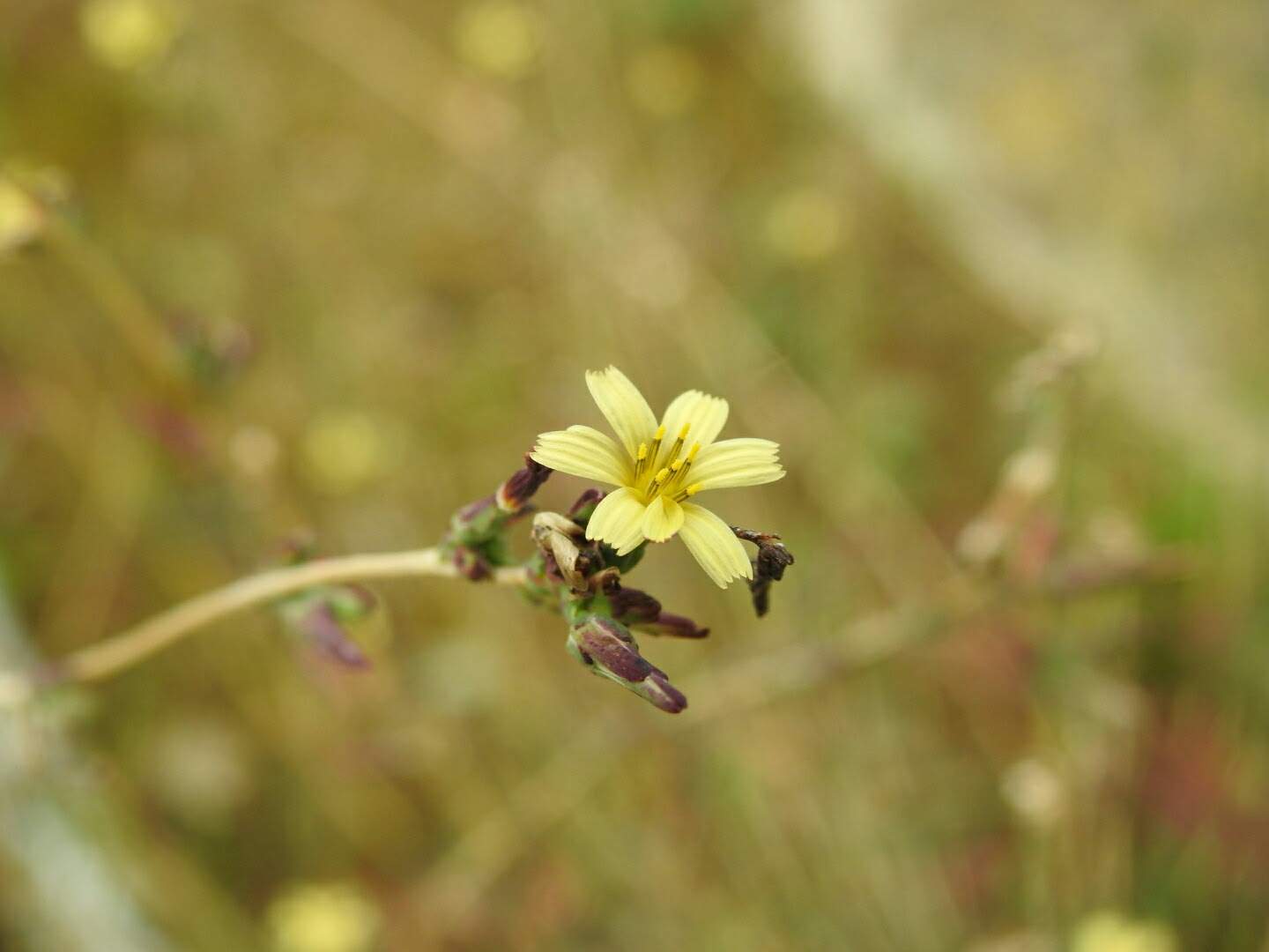 Lactuca saligna