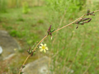 Lactuca saligna