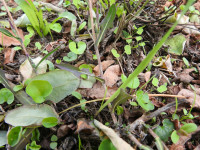 Lactuca saligna