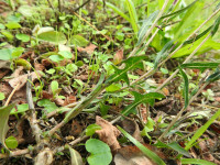 Lactuca saligna