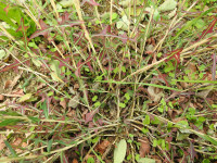 Lactuca saligna