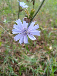 Cichorium intybus