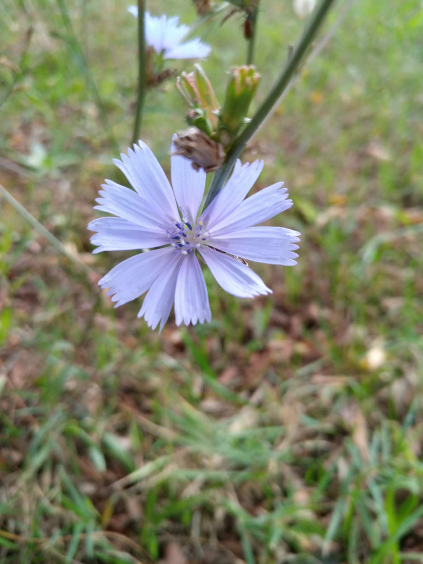 Cichorium intybus