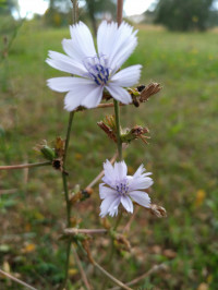 Cichorium intybus