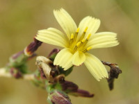 Lactuca saligna