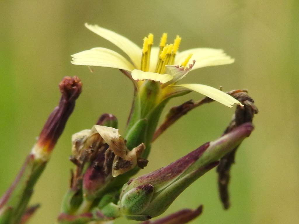 Lactuca saligna