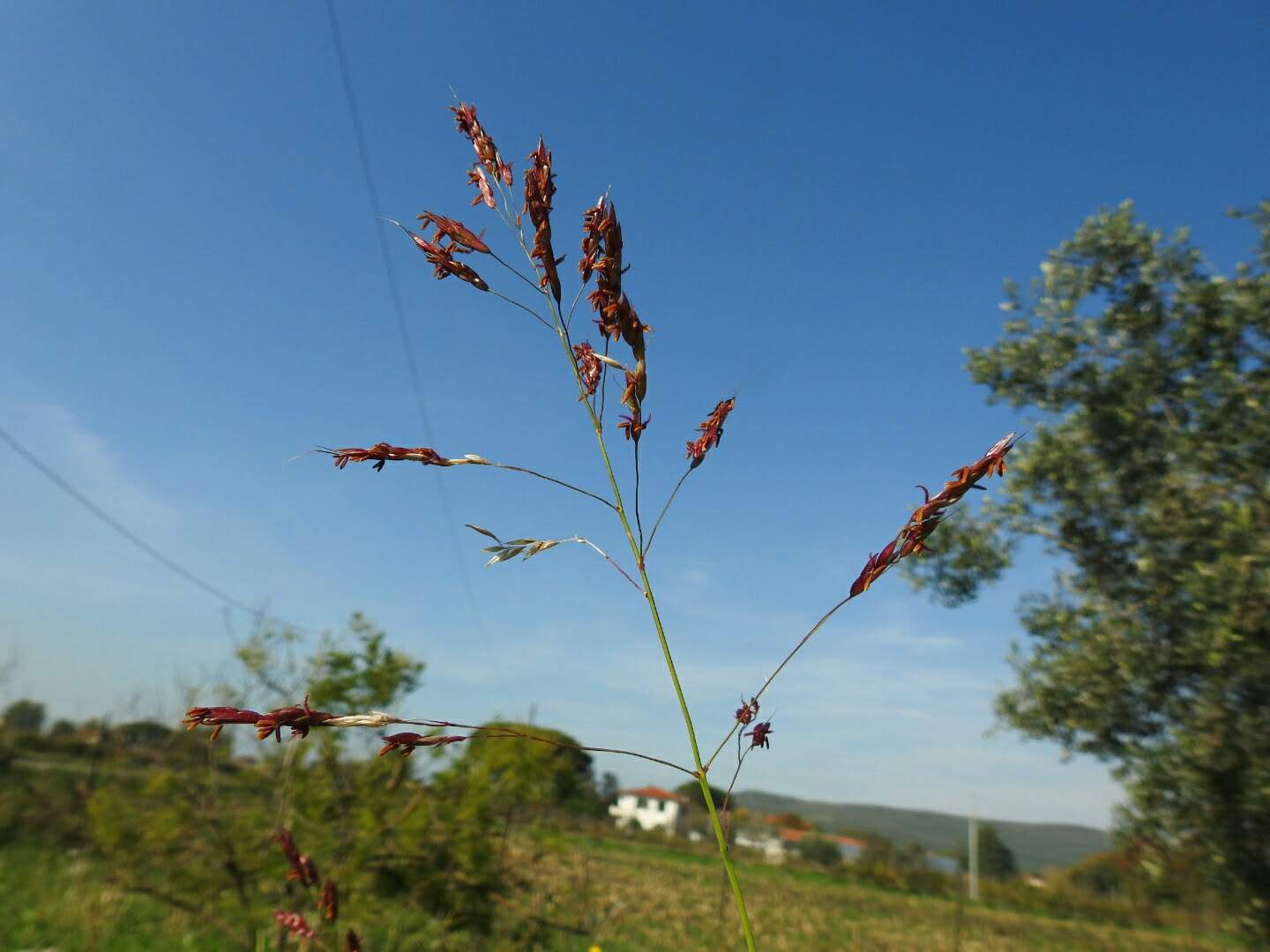 Sorghum halepense