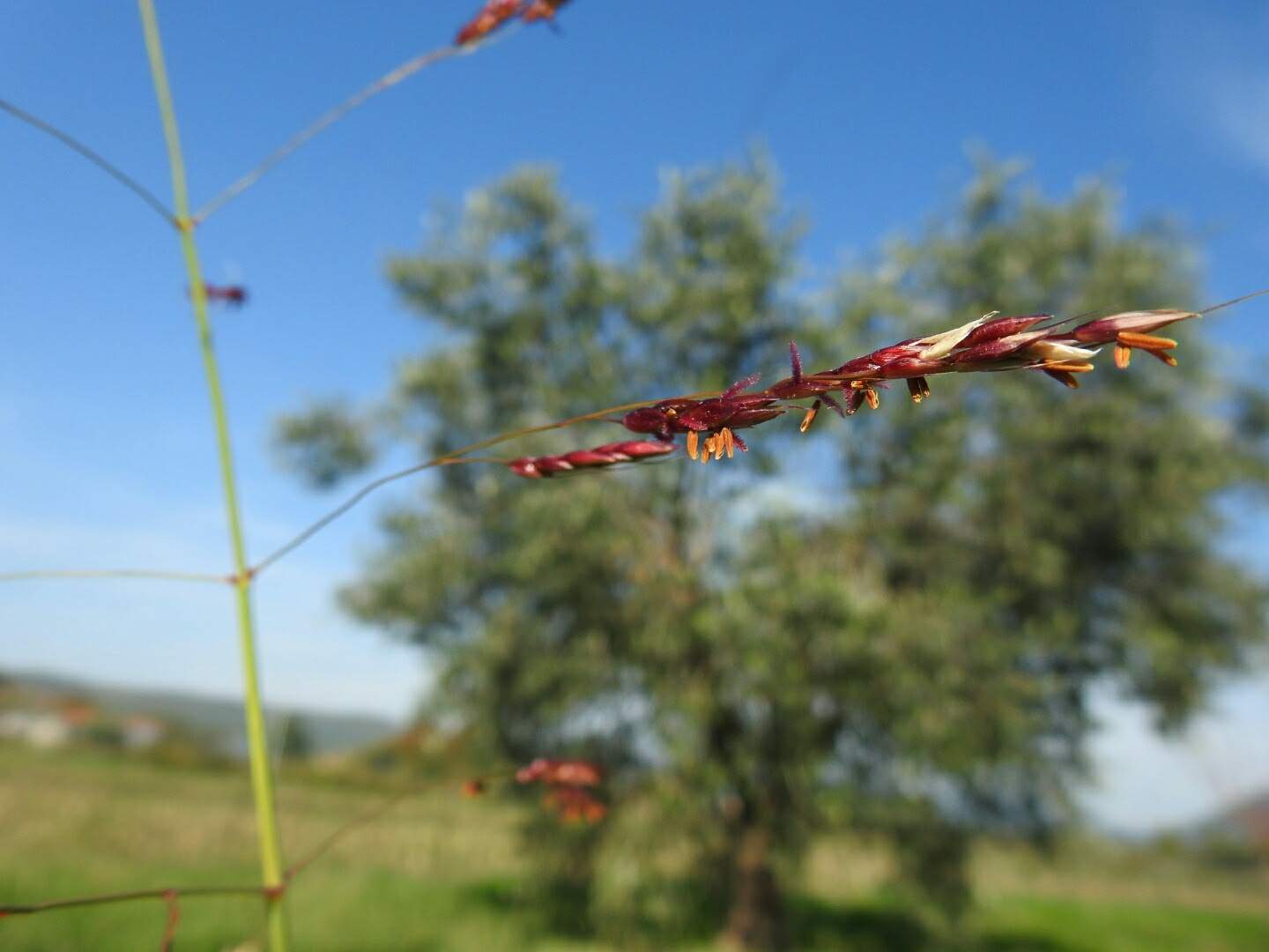Sorghum halepense