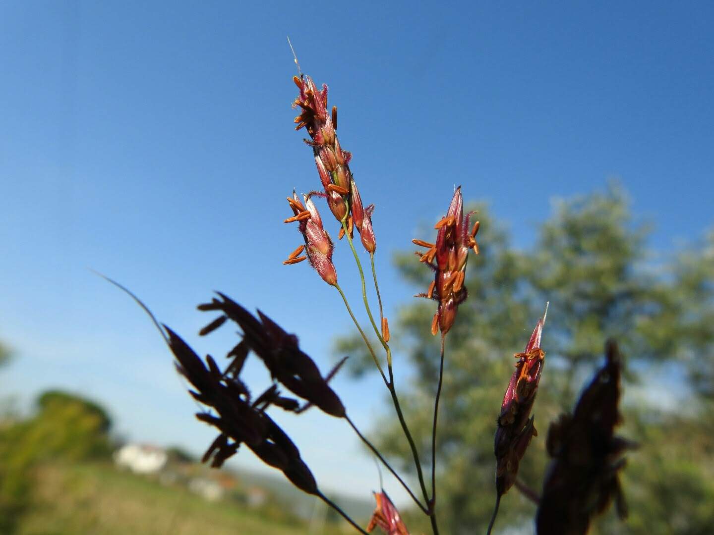 Sorghum halepense