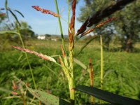 Sorghum halepense