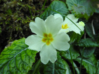 Primula vulgaris