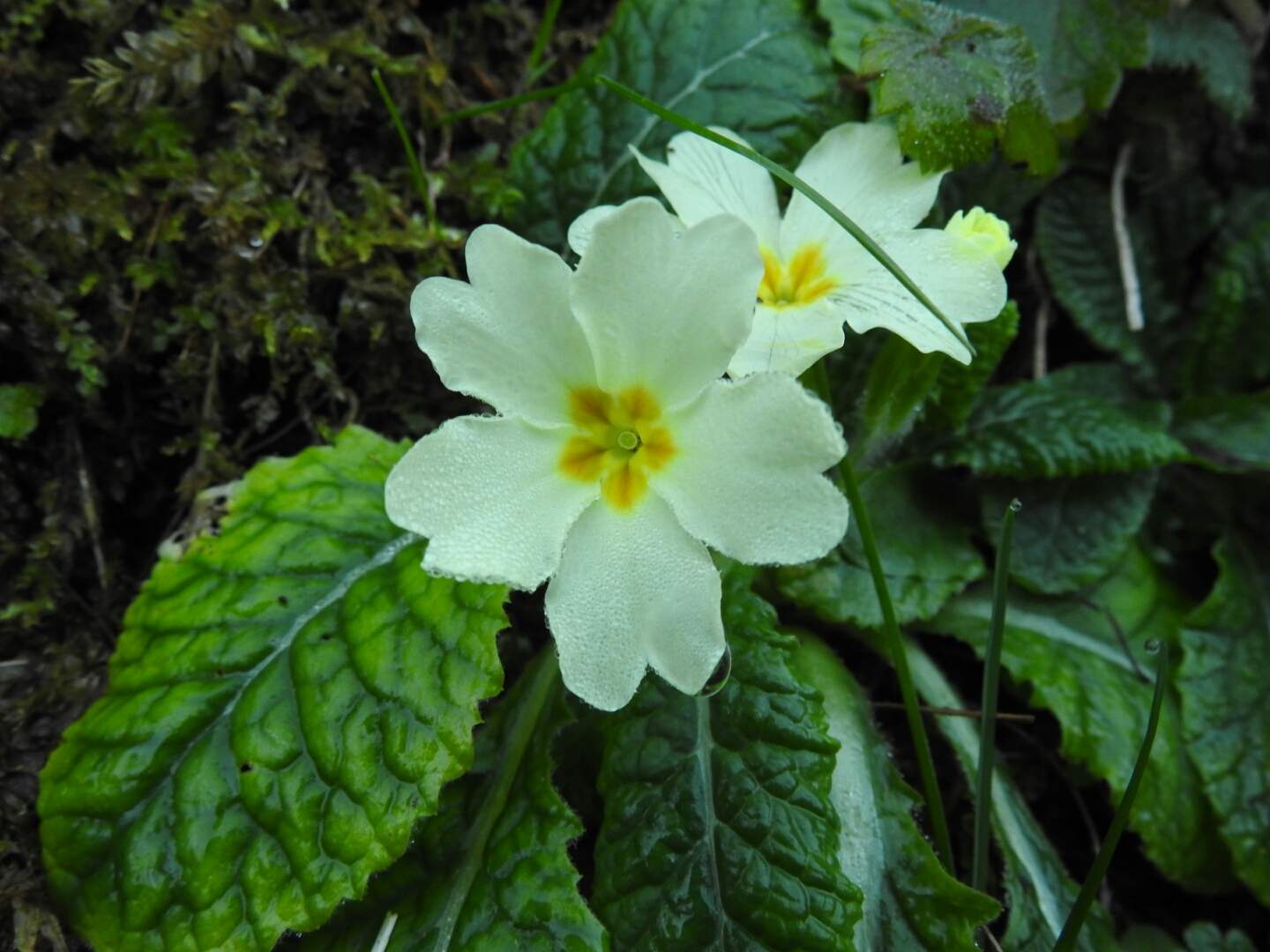 Primula vulgaris