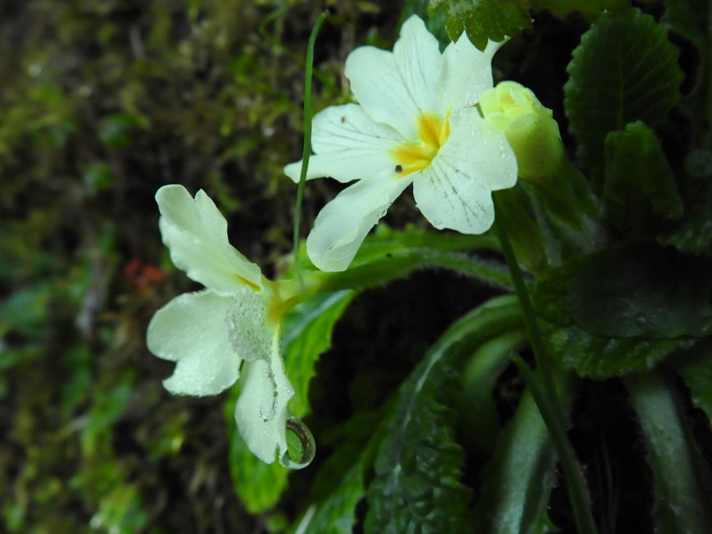 Primula vulgaris