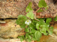 Veronica cymbalaria