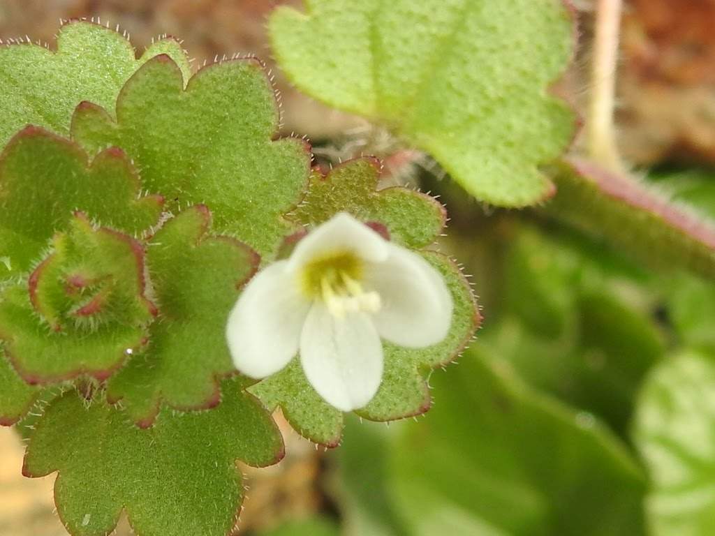 Veronica cymbalaria