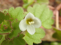 Veronica cymbalaria