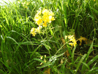 Brassica rapa