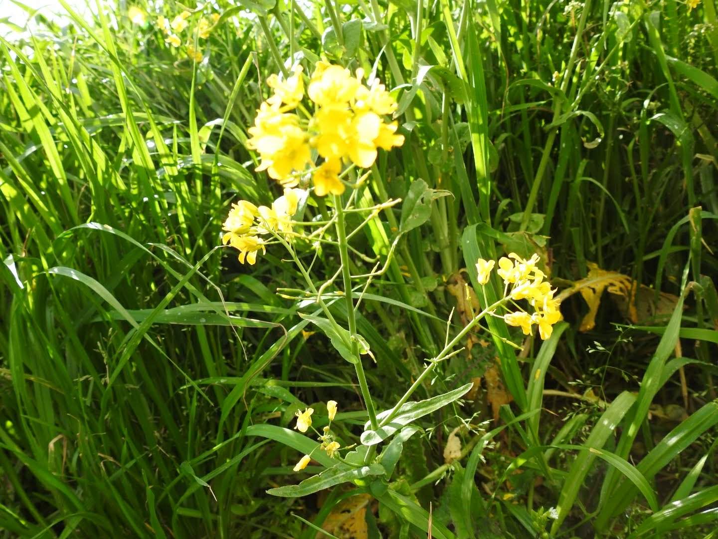 Brassica rapa