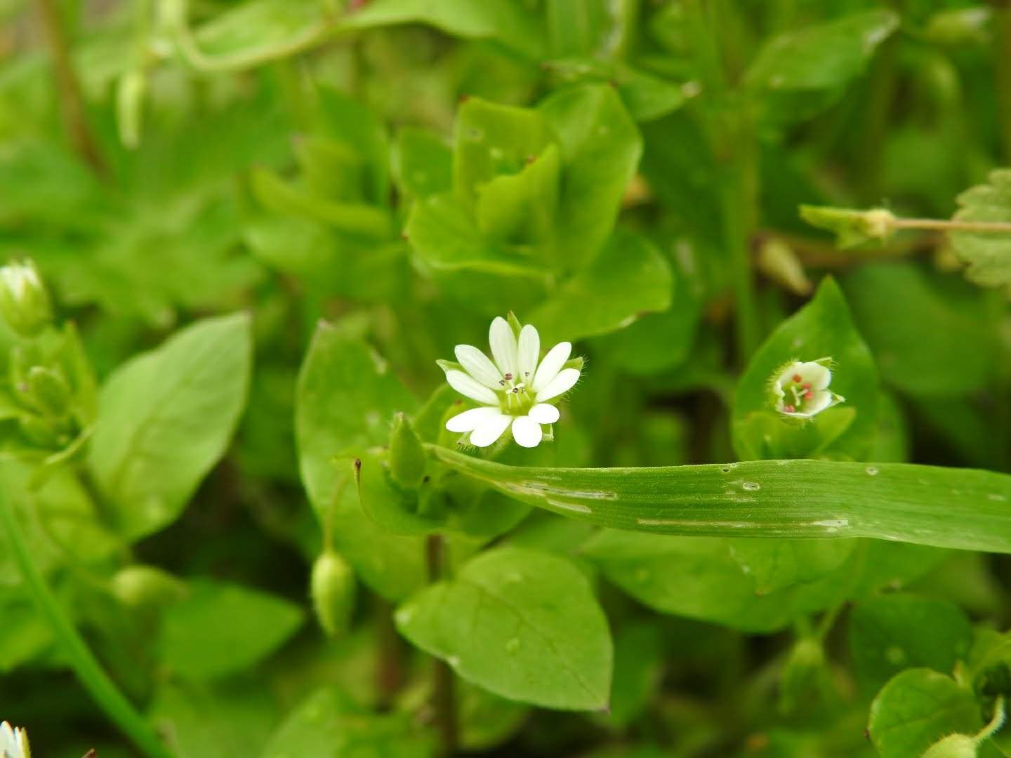 Stellaria media