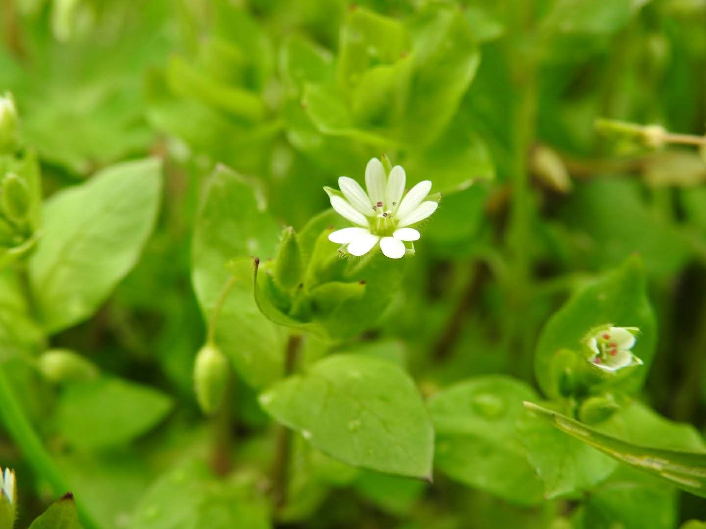 Stellaria media