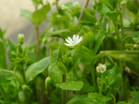 Stellaria media