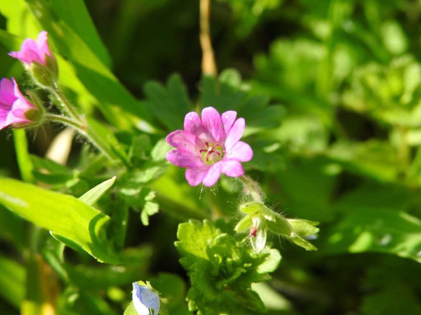 Geranium molle