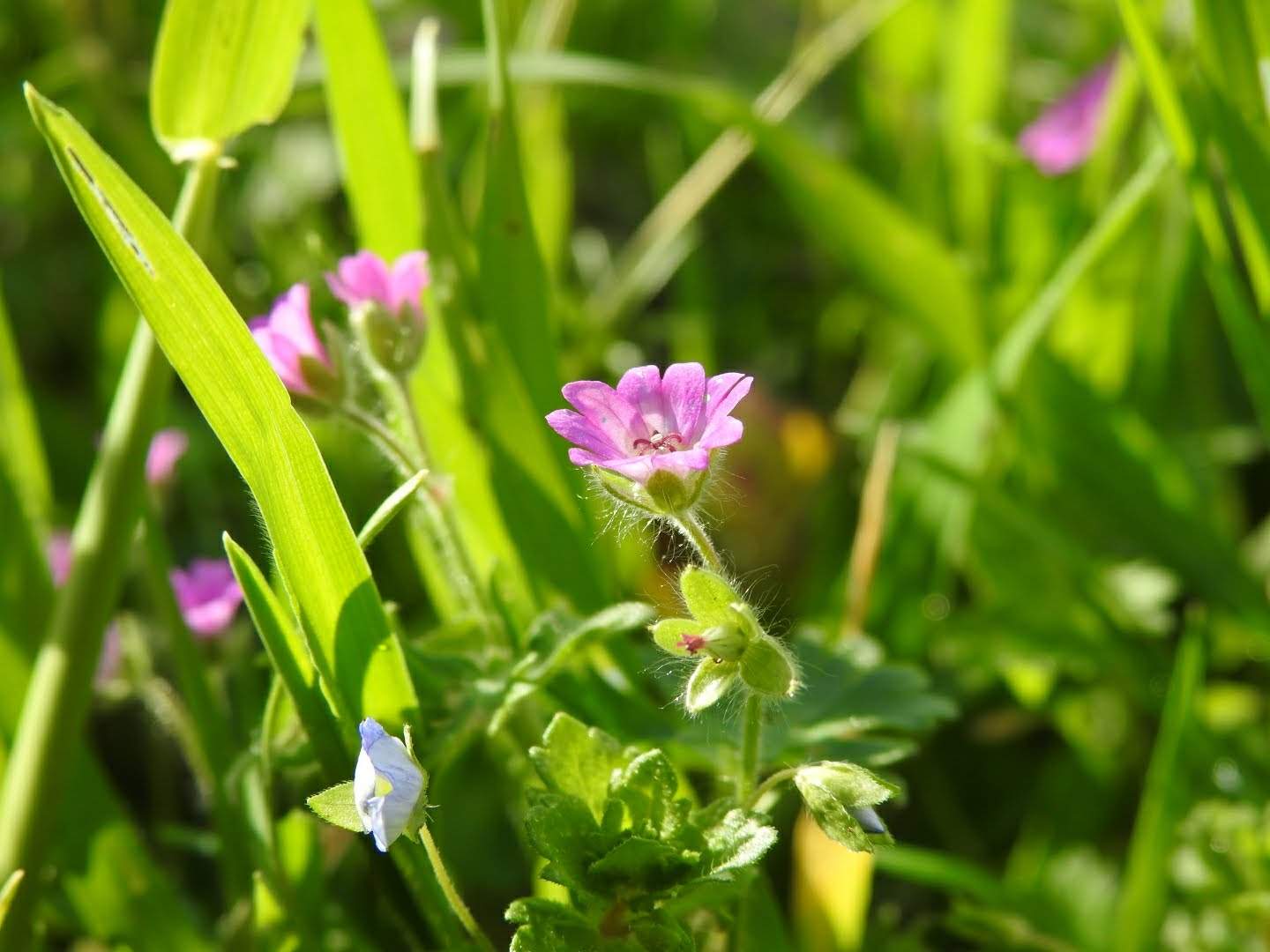 Geranium molle