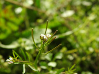 Cardamine hirsuta