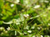 Cardamine hirsuta