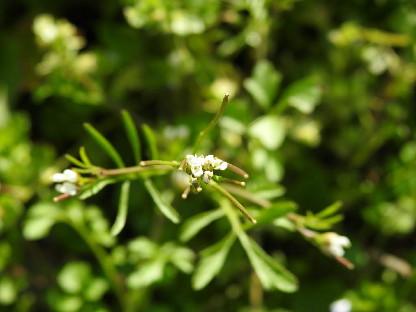 Cardamine hirsuta