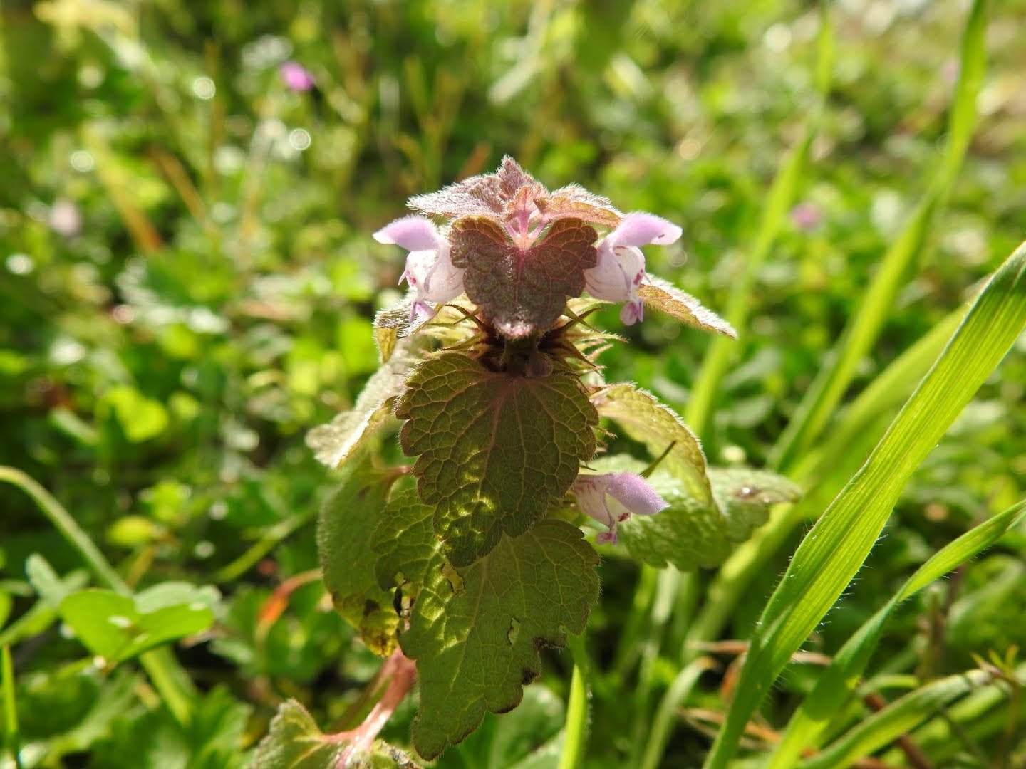 Lamium purpureum